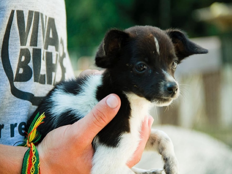 Prefeitura de BC irá aumentar repasse para ONG Viva Bicho