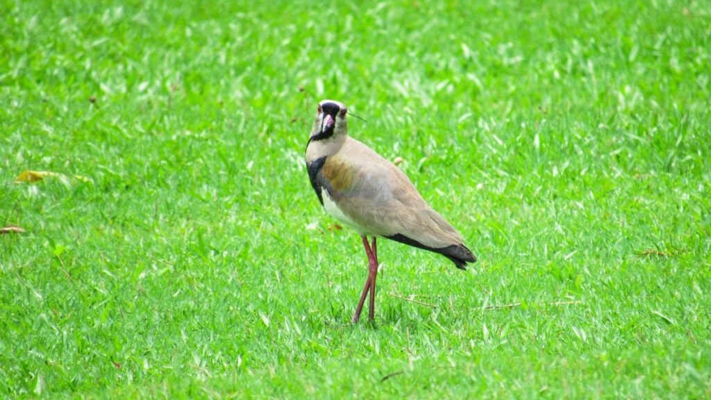 Parque Raimundo Malta em BC é berçário de aves na primavera