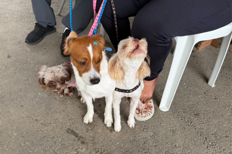 Itajaí abre inscrições para castração gratuita de cães e gatos