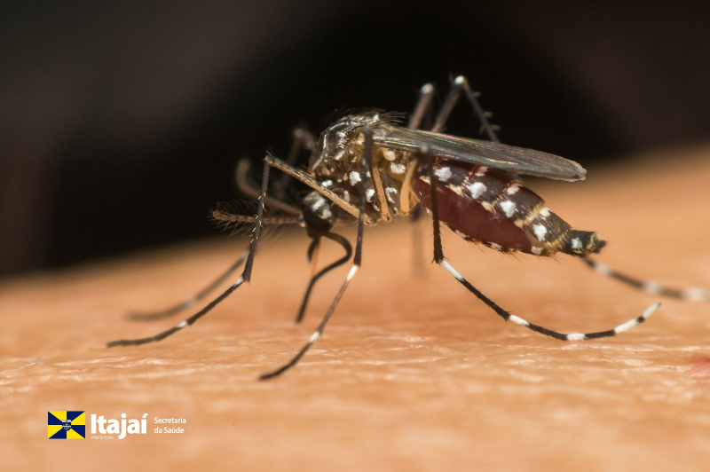 Itajaí inicia Método Wolbachia após reduzir em 93% os casos de dengue em 2026